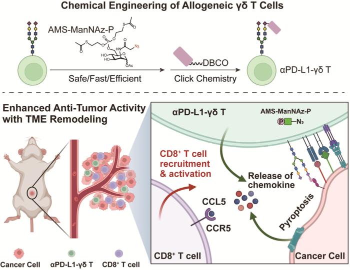 αPD-L1-armed γδ T Cells Show Enhanced Anti-tumor Activity and Reprogram the Tumor Microenvironment via Chemokine Signaling to Potentiate CD8⁺ T-Cell Recruitment and Anti-Tumor Immunity