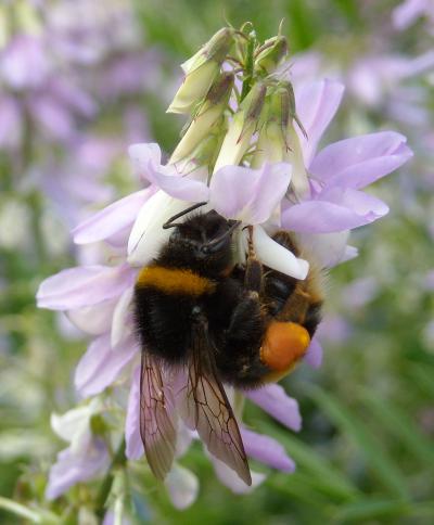Stress a Key Factor in Causing Bee Colonies to Fail