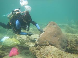Probiotic paste treatment of a great star coral colony infected with stony coral tissue loss disease