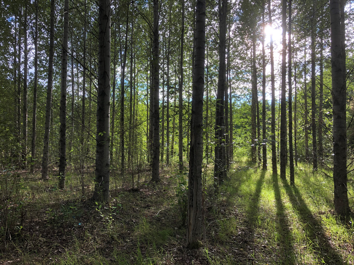 19-year-old poplar plantation