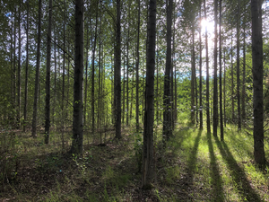 19-year-old poplar plantation
