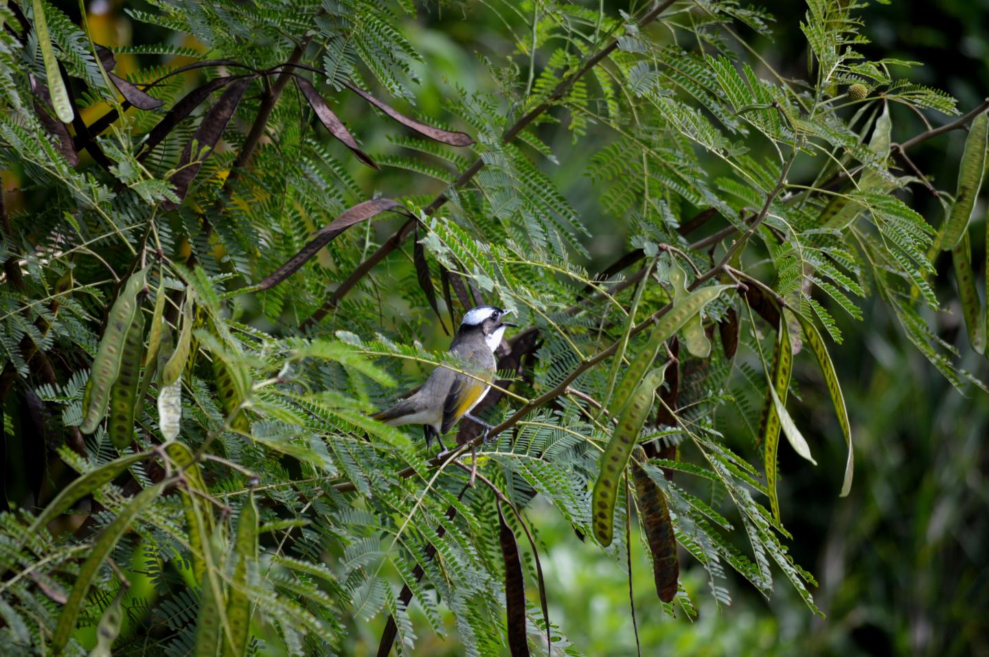 A bird in Okinawa