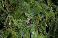 A bird in Okinawa