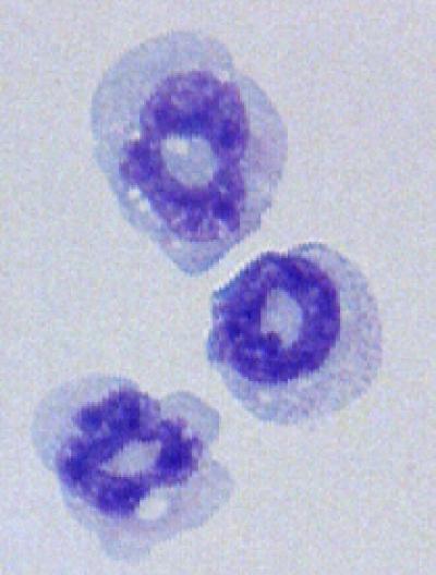 T2M Cells