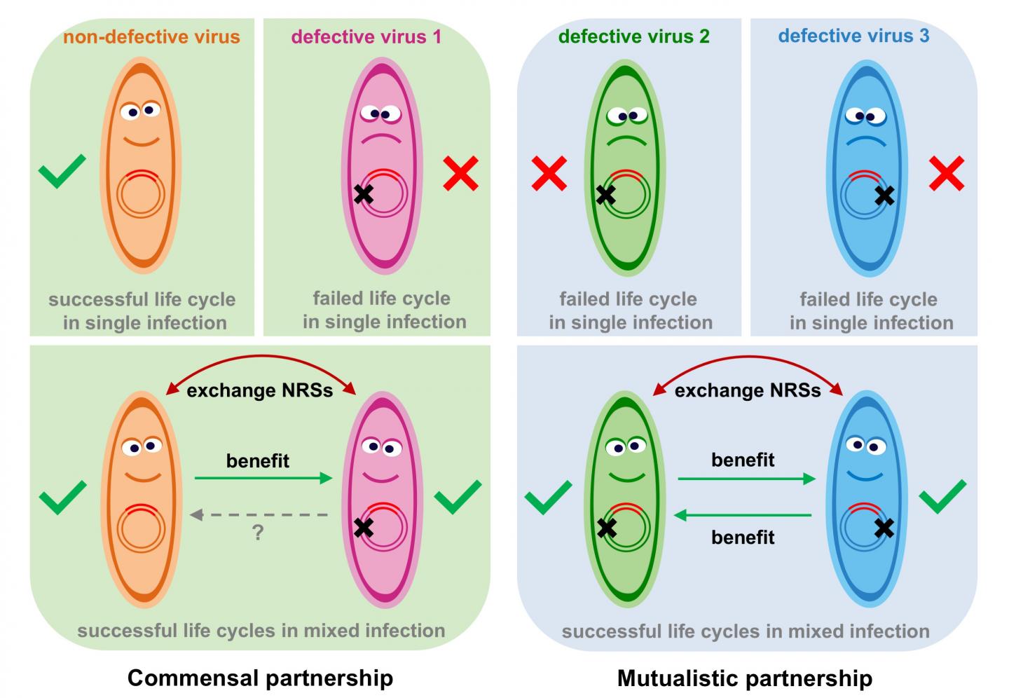 Commensal vs. Mutualistic Partnership