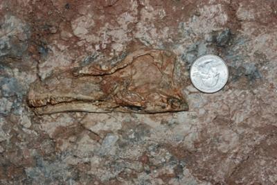 George Washington University Biologist Discovers New Dinosaur in China