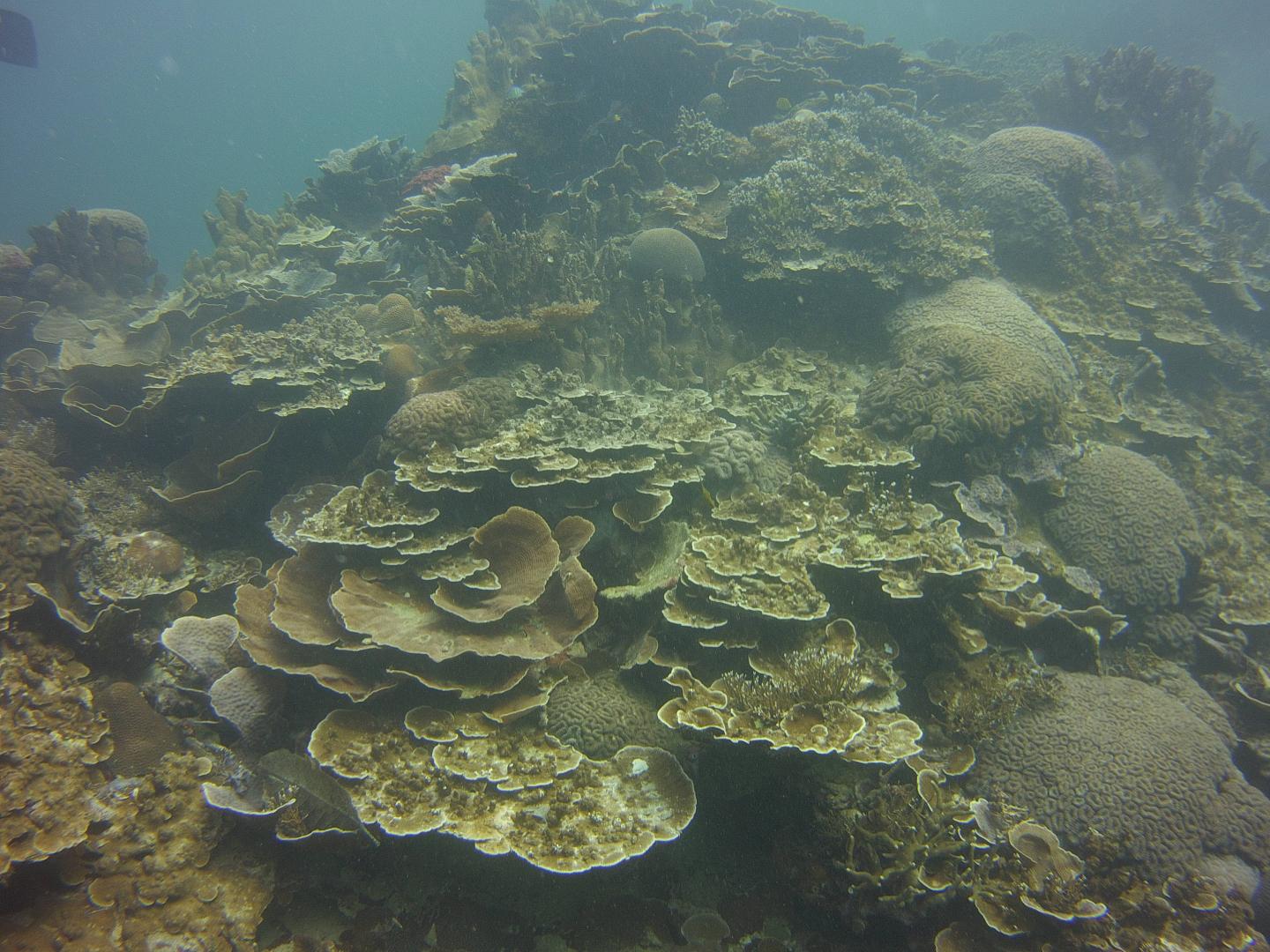 Coral Reef Communities 