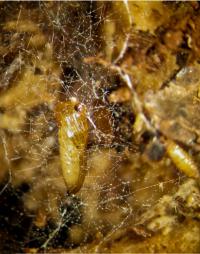 <i>Neoempheria puncticoxa</i> Pupa