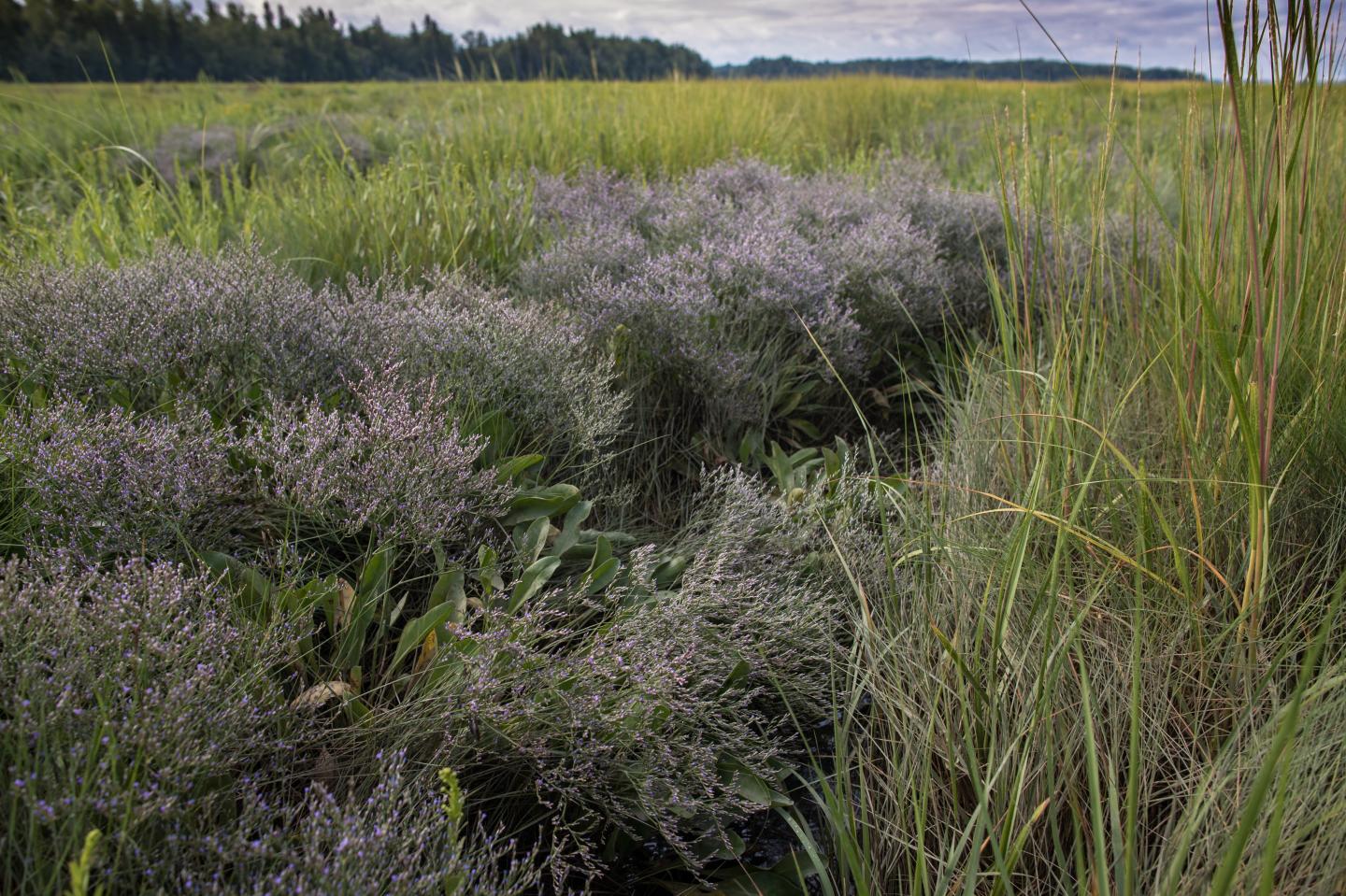 Sea Lavender