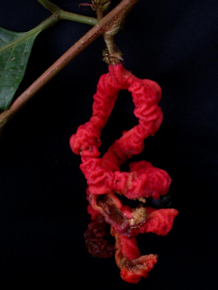 Cojoba Fruit