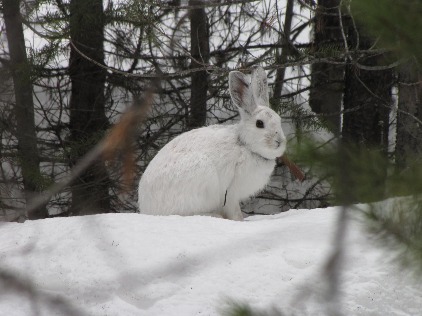 Snowshoe Hare