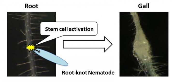 Root-Knot Nematodes Activate Plant Stem Cells