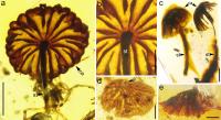 Mushroom Amber