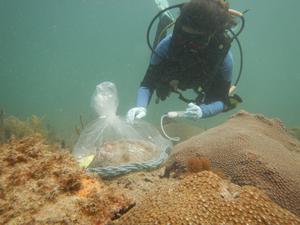 Probiotic solution treatment of a great star coral colony infected with stony coral tissue loss disease