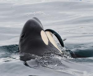 KWsalmon_EvaSaulitis.JPG