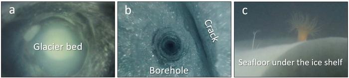 Borehole camera images of (a) glacier base, (b) crack found near the base and (c) life under the ice shelf.
