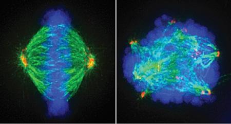 Mitosis