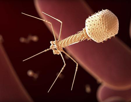 A computer-generated rendition of a bacteriophage.