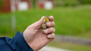 An infected blue tit