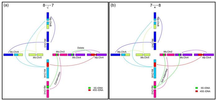 Schematic diagram of two hypothesized evolutionary histories for basic chromosome number divergence in the genus Medicago.