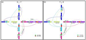 Schematic diagram of two hypothesized evolutionary histories for basic chromosome number divergence in the genus Medicago.