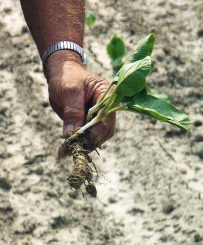 Horseradish Root