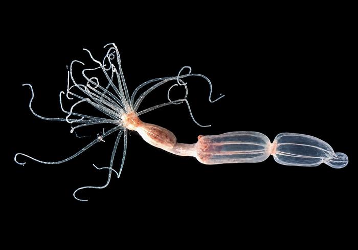 Nematostella vectensis sea anemones in the lab