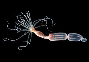 Nematostella vectensis sea anemones in the lab