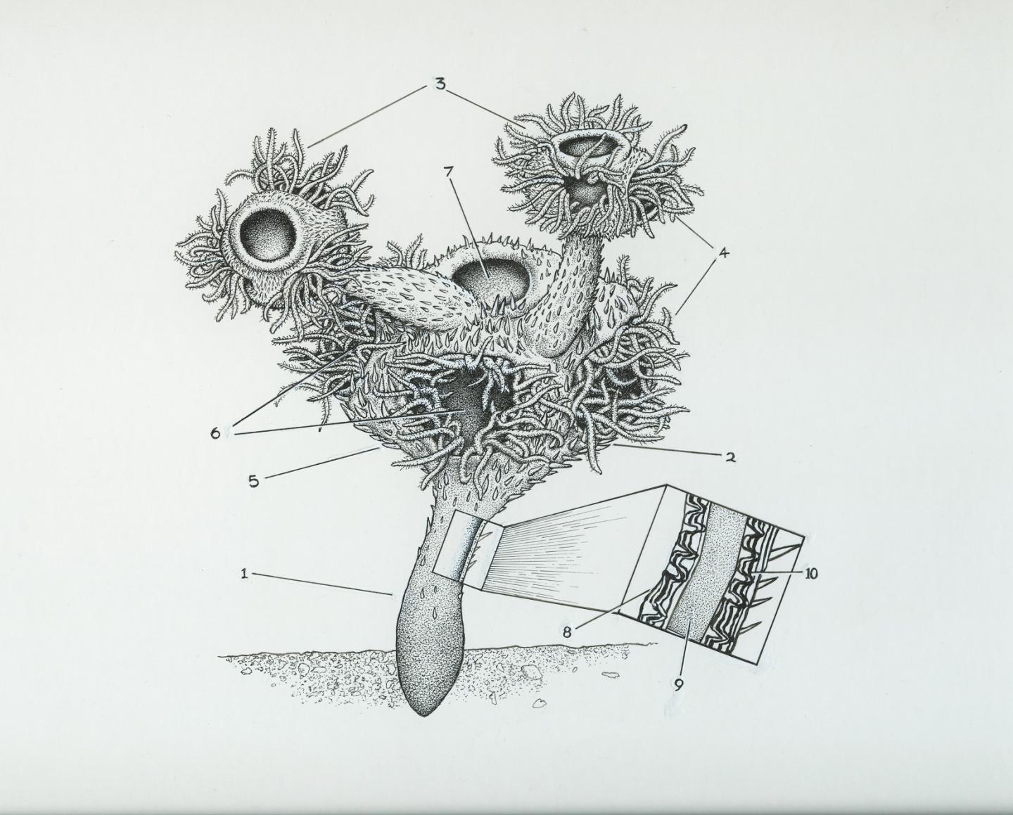 <I>Namacalathus</I>