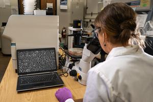 Chromatin regulation controls access to genes