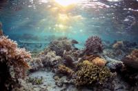Coral Table