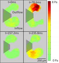 Shear Stress Map