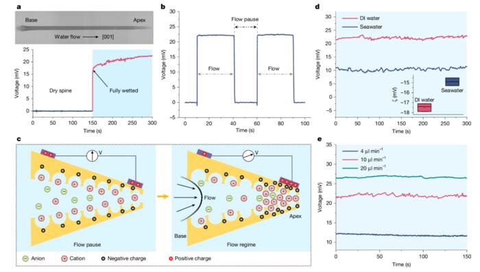 PolyU research unveils mechanoelectrical perception in sea urchin spines, empowering next-generation biomimetic sensors