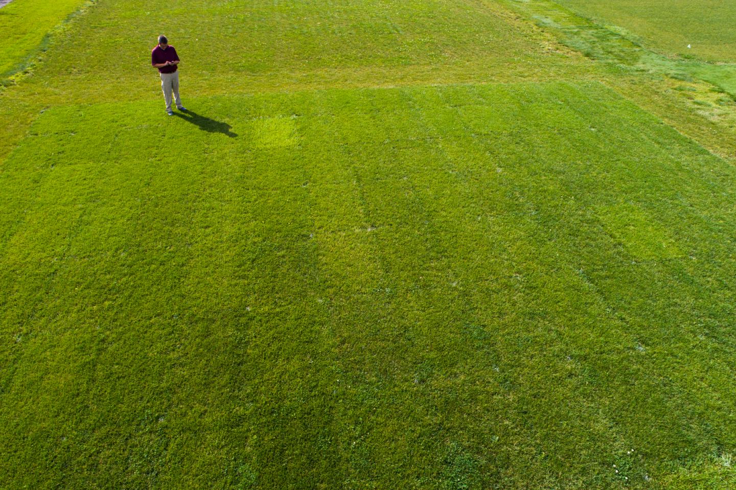 Analyzing Turfgrass Research Plots