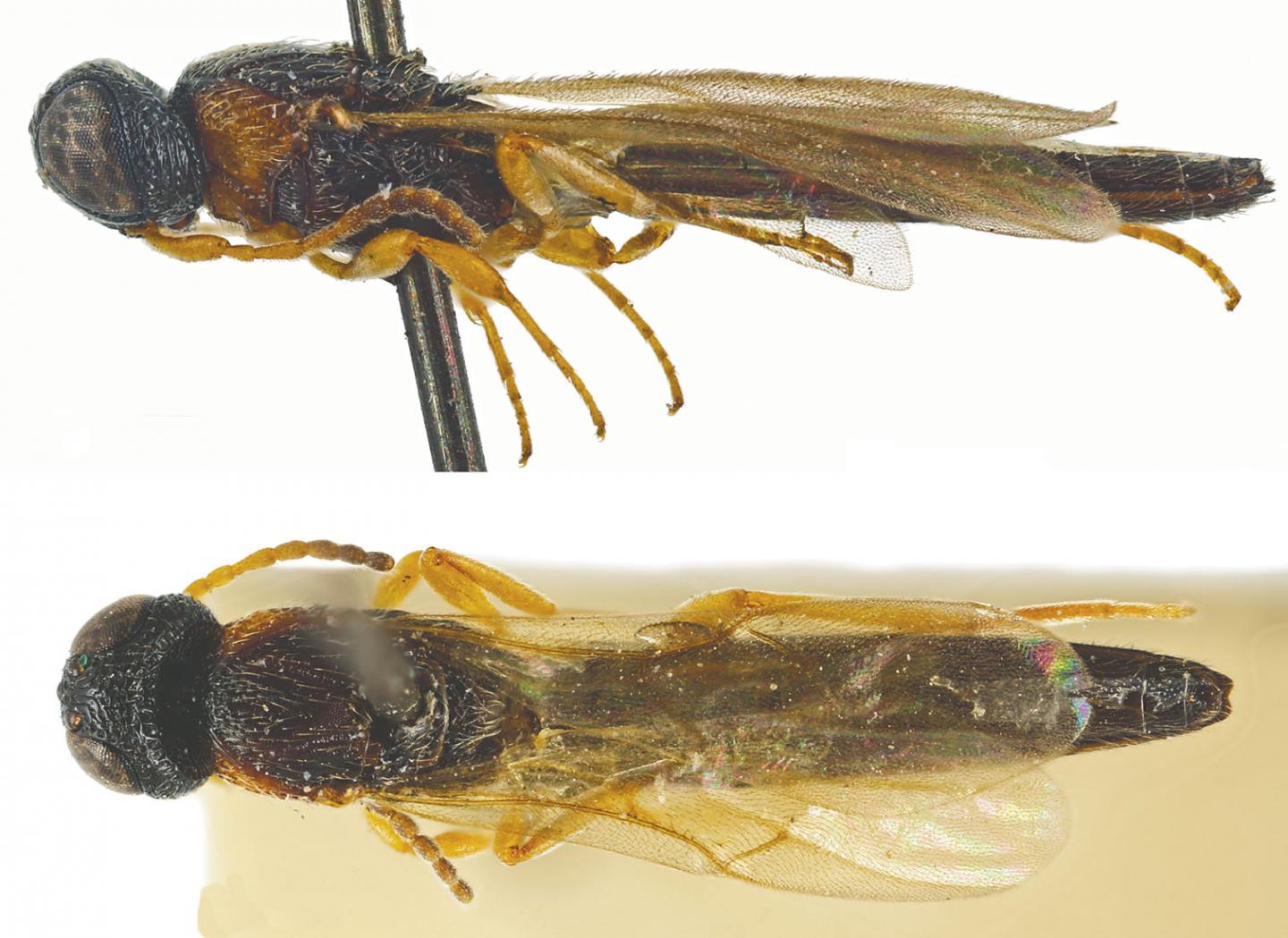The Species <i>Chromoteleia congoana</i>