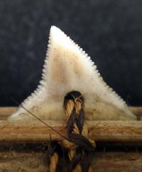  Teeth of <i>Carcharhinus obscurus</i>