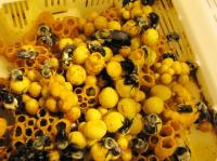 Bees (1 of 2)