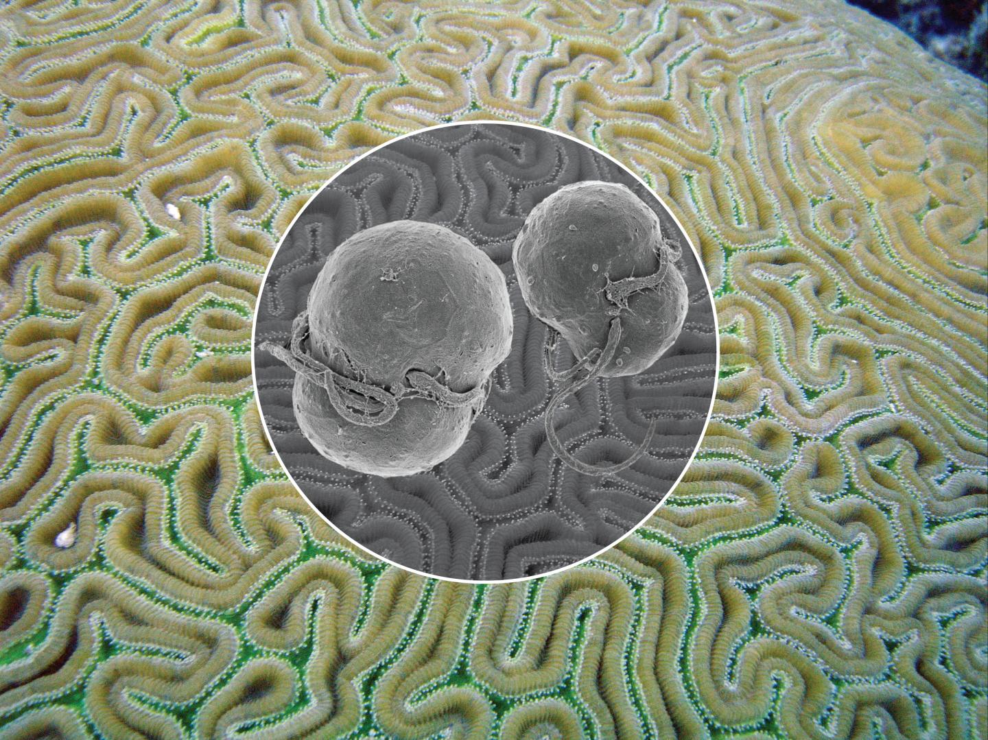 Coral Close Up