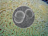 Coral Close Up