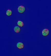 <i>Chlamydomonas reinhardtii</i>