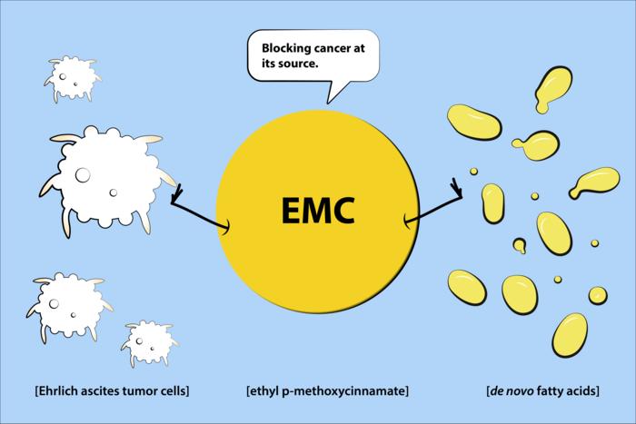 Ethyl p-methoxycinnamate inhibiting cancer cell energy source