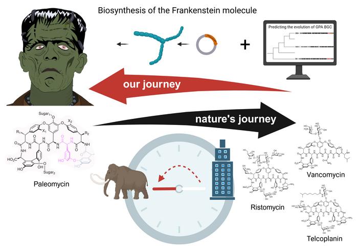 Paleomycin — The 'Frankenstein molecule'