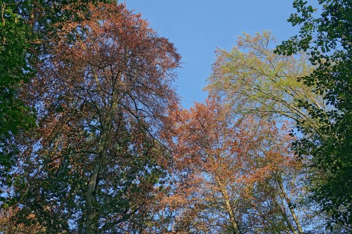 Beech Tree 2018