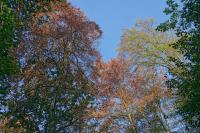 Beech Tree 2018