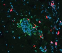 Chemotherapy-Treated Cancer Cells Engulf Their Neighbors