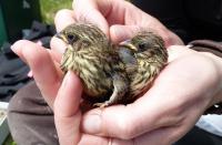 Young Savannah Sparrows