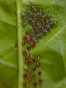 Nymphs and Nature: A Close-Up Journey