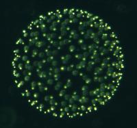 Haptophyte