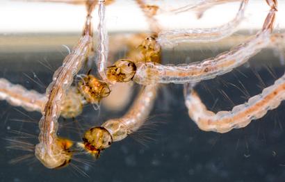<em>Aedes aegypti</em> Larvae