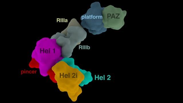 How Dicer Eliminates Viral Intruders